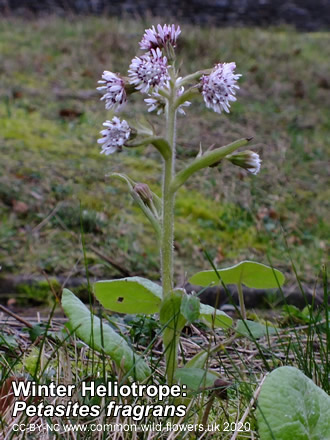 Winter Heliotrope: Petasites fragrans. Wildflower.