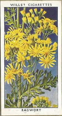 Ragwort, Cigarette Card, W.D. & H.O. Wills, Wild Flowers 1936