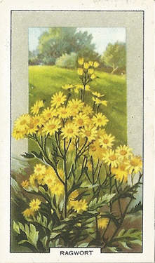 Ragwort, Cigarette Card, Gallaher Wild Flowers 1939