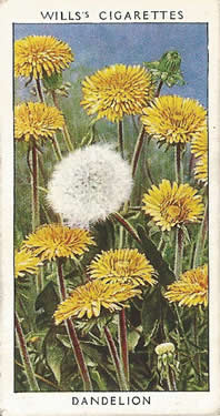 Dandelion, Cigarette Card, W.D. & H.O. Wills, Wild Flowers, 2nd Series, 1937