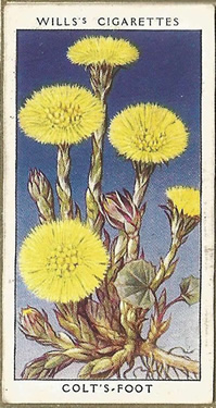 Colt's Foot, Cigarette Card, W.D. & H.O. Wills, Wild Flowers 1936