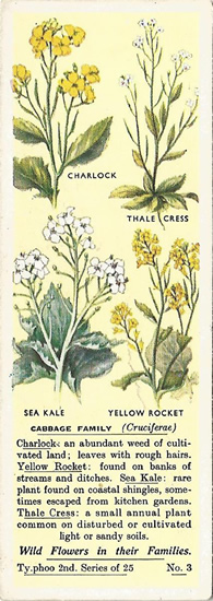Cabbage Family, Tea Card, Typhoo Tea,  Wild Flowers in their Families, 2nd Series, 1937