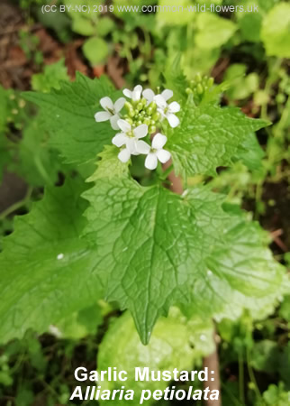 Garlic Mustard: Alliaria petiolata