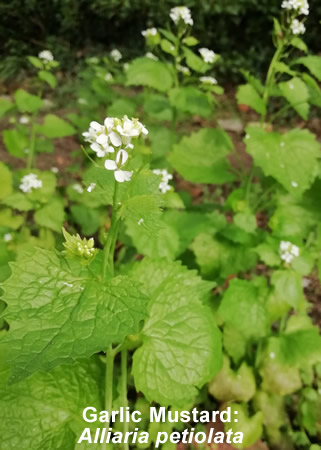 Garlic Mustard: Alliaria petiolata