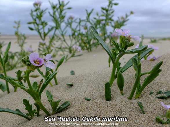 Sea Rocket: Cakile maritima. Pink. British and Irish Wildflowers.