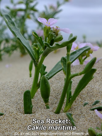 Sea Rocket: Cakile maritima. Pink. British and Irish Wildflowers.