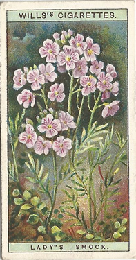 Lady's Smock, Cigarette Card, W.D. & H.O. Wills, Wild Flowers 1923