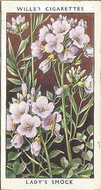 Lady's Smock, Cigarette Card, W.D. & H.O. Wills, Wild Flowers 1936