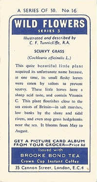 Common Scurvygrass: Cochlearia officinalis. Tea Card. Brooke Bond 'Wild Flowers', Series 3, 1964