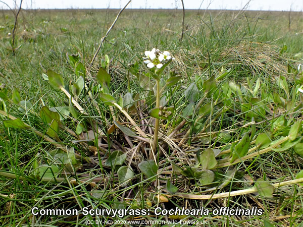 Common Scurvygrass: Cochlearia officinalis. White. Common British and Irish wildflowers.