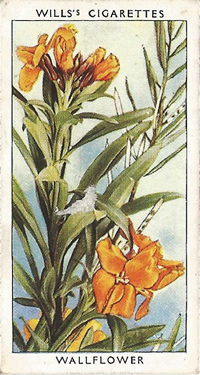 Wallflower, Cigarette Card, W.D. & H.O. Wills, Wild Flowers, 2nd Series, 1937