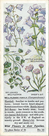 Bellflower Family, Tea Card, Typhoo Tea,  Wild Flowers in their Families, 1936