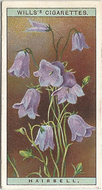 Hairbell, Cigarette Card, W.D. &  H.O. Wills, Wild Flowers 1923