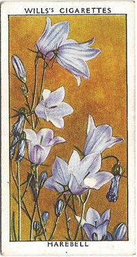 Harebell, Cigarette Card, W.D. &  H.O. Wills, Wild Flowers, 2nd Series, 1937