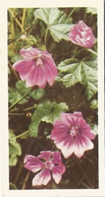 Common Mallow: Malva sylvestris