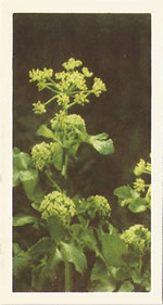 Alexanders: Smyrnium olusatrum