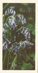 Bluebell: Hyacinthoides non-scripta