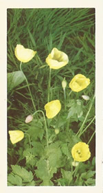 Welsh Poppy: Meconopsis cambrica. Tea Card. Brooke Bond 'Wild Flowers' 1955