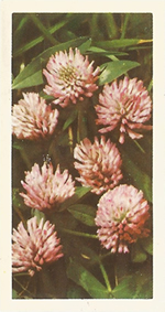 Red Clover: Trifolium pratense