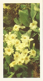 Primrose: Primula vulgaris. Tea card. Brooke Bond 'Wild Flowers' 1955