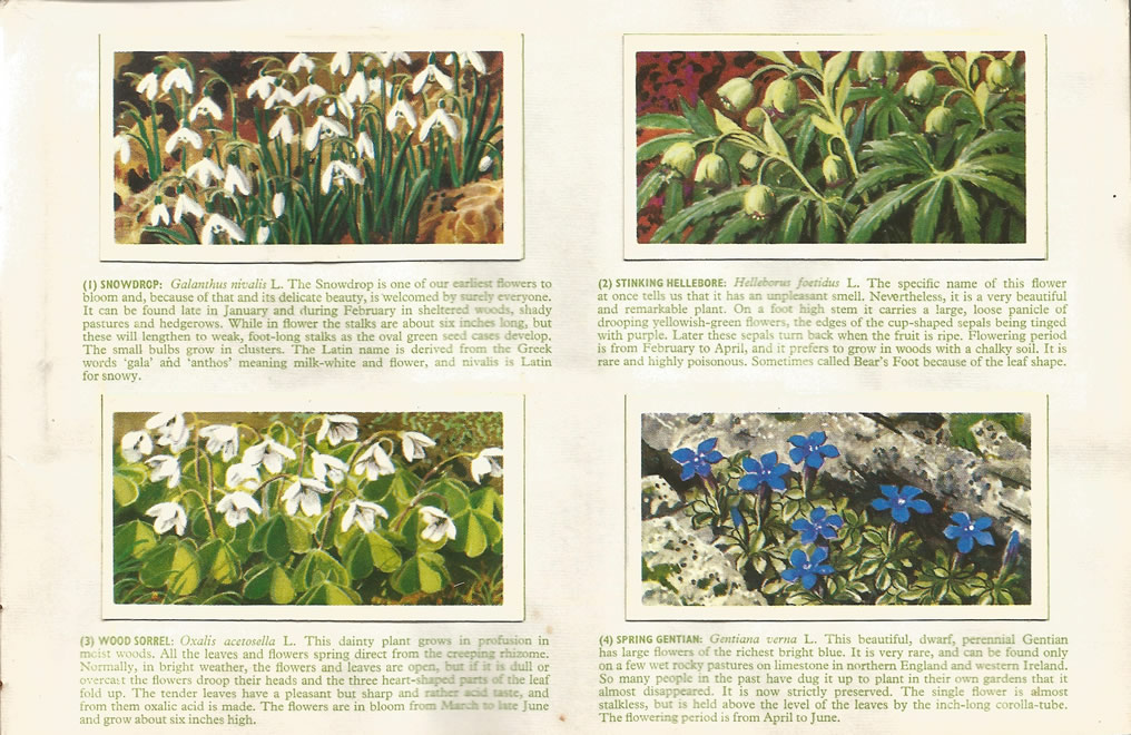 Brooke Bond: Wild Flowers, Series 3, 1963. Tea cards.