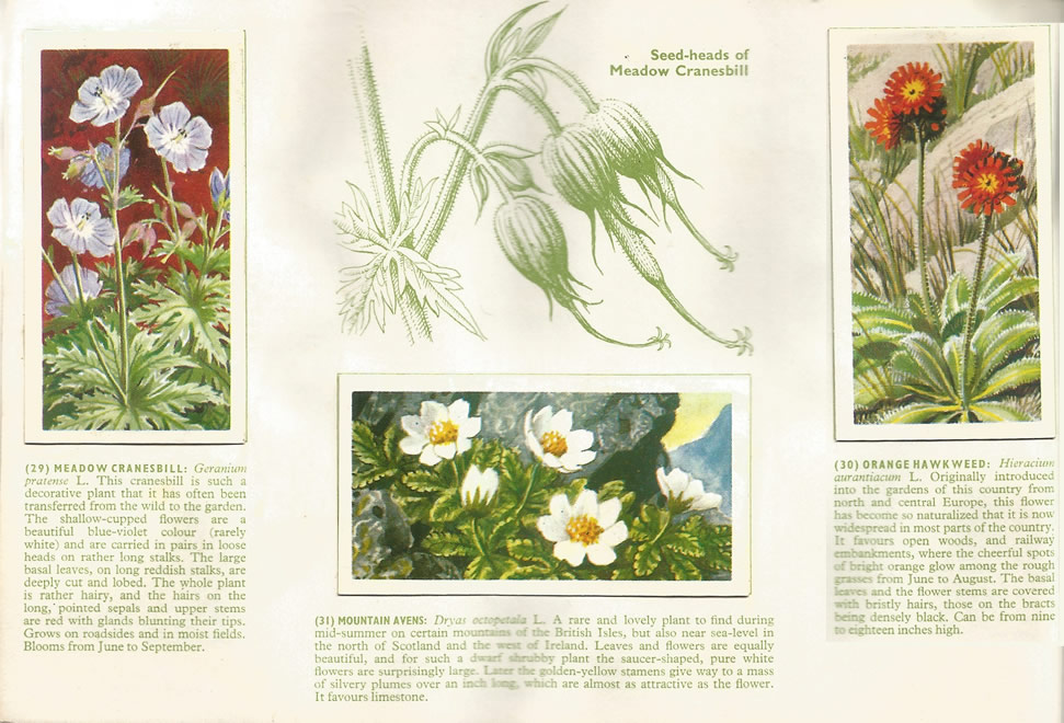 Brooke Bond: Wild Flowers, Series 3, 1963. Tea cards.