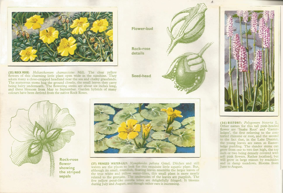 Brooke Bond: Wild Flowers, Series 3, 1963. Tea cards.