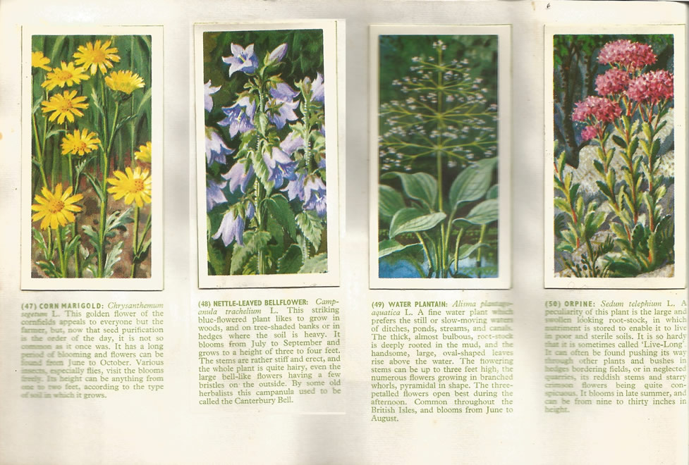 Brooke Bond: Wild Flowers, Series 3, 1963. Tea Cards.