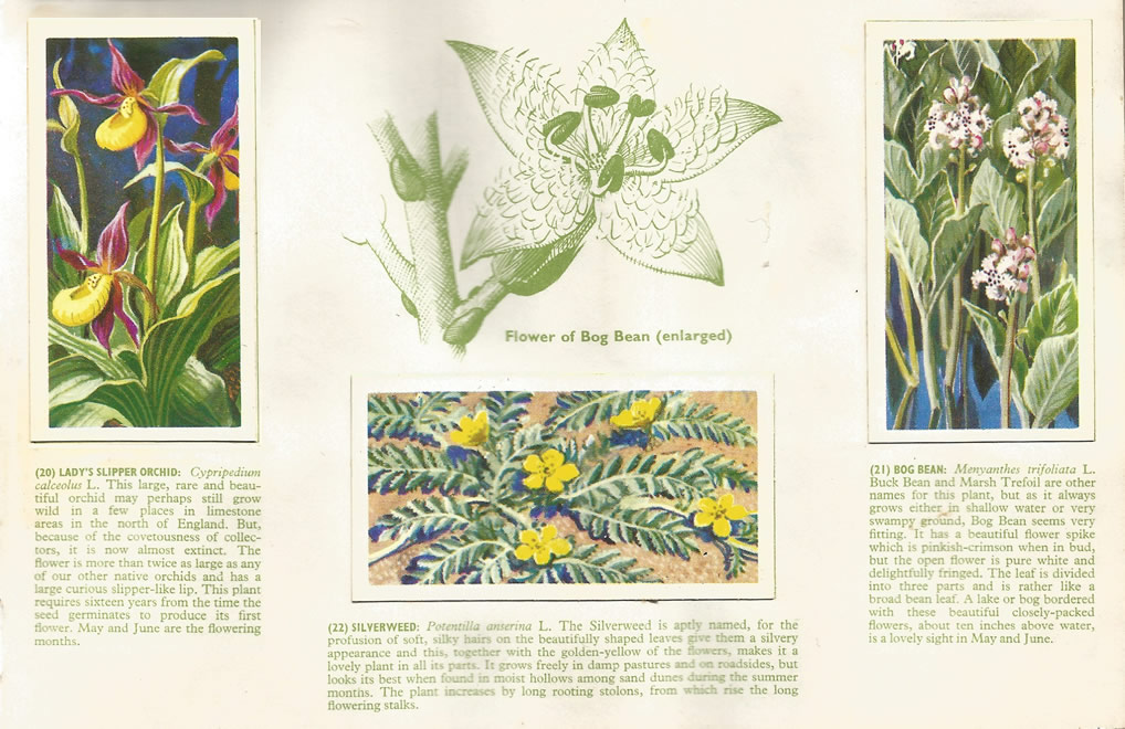 Brooke Bond: Wild Flowers, Series 3, 1963. Tea cards.