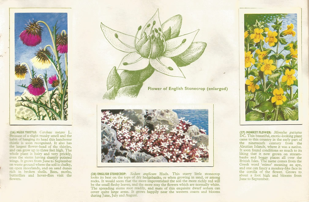 Brooke Bond: Wild Flowers, Series 3, 1963. Tea cards.