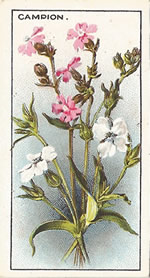 Red Campion: Silene dioica. Wild flower. Cigarette Card. CWS 1923.