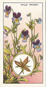 Wild Pansy: Viola color. Wild flower. Cigarette Card. CWS 1923.