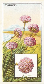 Thrift: Armeria maritima. Wild flower. Cigarette Card. CWS 1923.