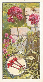 Red Valerian: Centranthus ruber. Wild flower. Cigarette Card. CWS 1923.