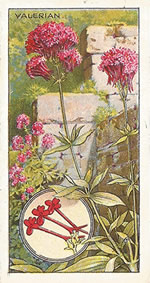 Red Valerian: Centranthus ruber. Wild flower. Cigarette Card. CWS 1923.