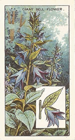 Giant Bellfower: Campanula latifolia. Wild flower. Cigarette Card. CWS 1923.