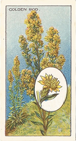 Goldenrod: Solidago virgaurea. Wild flower. Cigarette Card. CWS 1923.