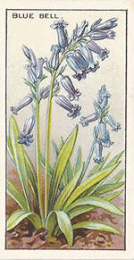 Bluebell: Hyacinthoides non-scripta. Wild flower. Cigarette Card. CWS 1923.