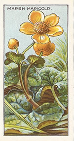 Marsh Marigold: Caltha palustris. Wild flower. Cigarette Card. CWS 1923.