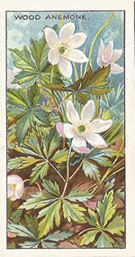 Wood Anemone: Anemone nemorosa. Wild flower. Cigarette Card. CWS 1923.