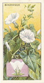 Hedge Bindweed: Calystegia sepium. Wild flower. Cigarette Card. CWS 1923.