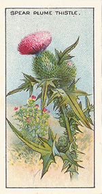 Spear Plume Thistle. Wild flower. Cigarette Card. CWS 1923.