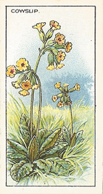 Cowslip: Primula veris. Wild flower. Cigarette Card. CWS 1923.