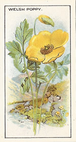 Welsh Poppy: Meconopsis cambrica. Cigarette card. CWS 'Wayside Flowers' 1923