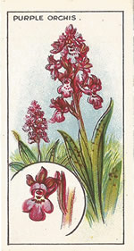 Early-purple Orchid: Orchis mascula. Wild flower. Cigarette Card. CWS 1923.