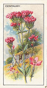Common Centaury: Centaurium erythraea. Wild flower. Cigarette Card. CWS 1923.