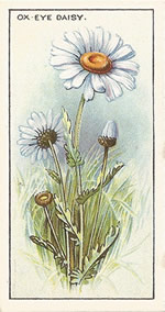 Oxeye Daisy: Leucanthemum vulgare. Wild flower. Cigarette Card. CWS 1923.