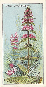 Marsh Woundwort: Stachys palustris. Wild flower. Cigarette Card. CWS 1923.