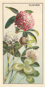 Red Clover: Trifolium pratense