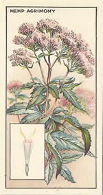 Hemp-agrimony: Eupatorium cannabinum. Cigarette card. CWS 'Wayside Flowers' 1928